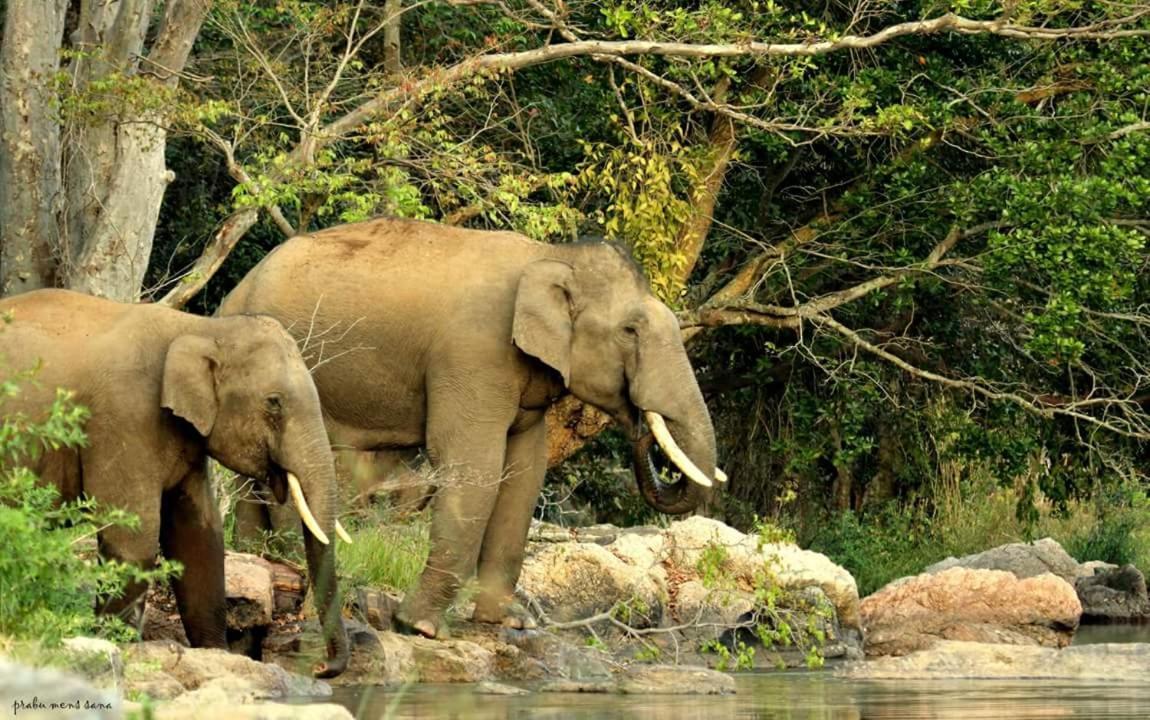 Kerala Wild Stay Kanthalloor Exteriér fotografie